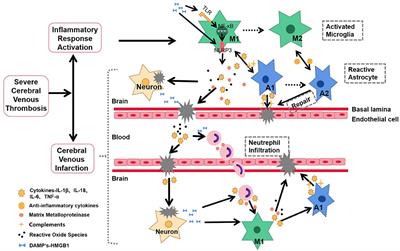 Inflammation and Severe Cerebral Venous Thrombosis